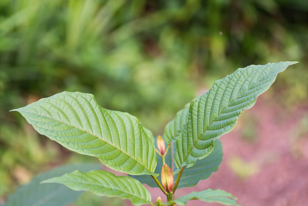 Kava and Kratom Plant Differences | Root of Happiness