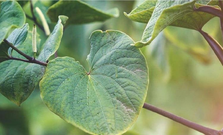 Cava Tree 10 Things You Didn't Know About Piper Methysticum - Root of Happiness ...
