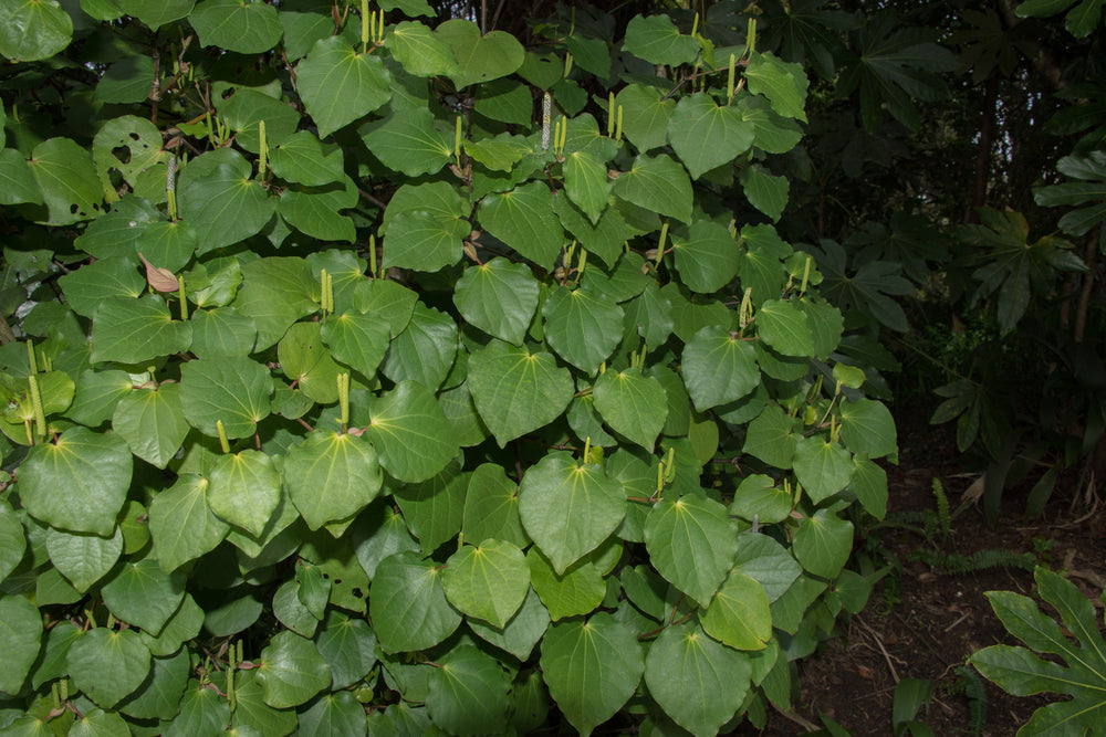 Kava Plants and Leaves | Root of Happiness