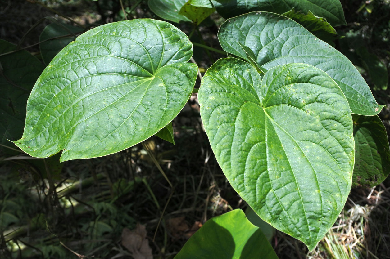 Knowing Your Kava Dosage: How Much Should You Consume?