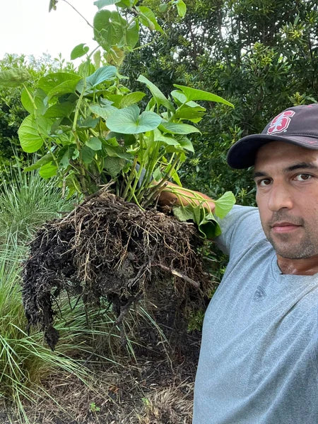 Matt Masifilo standing behind a field-grown kava plant at his Florida grow
