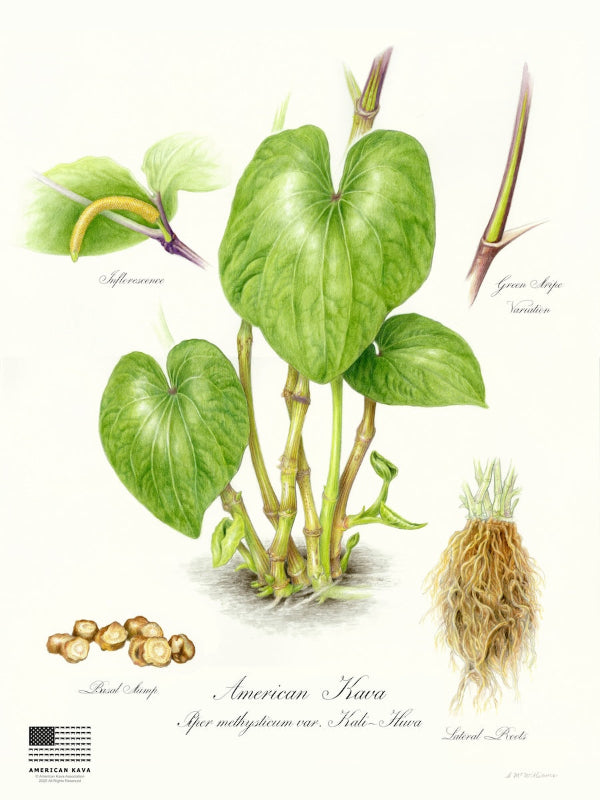 Botanical art print of American Hava (Garcia longa) showing green heart-shaped leaves, stems, roots, and small tubers on a cream background with printed labels.