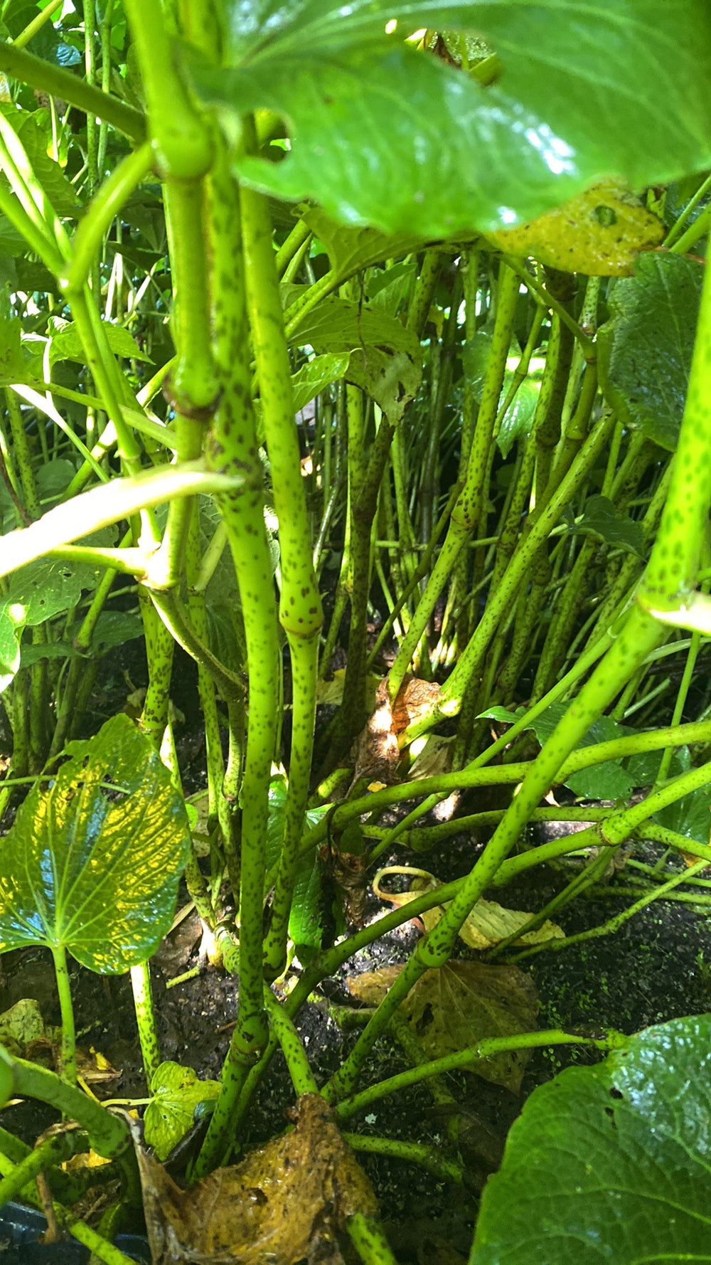Live Kava Plant