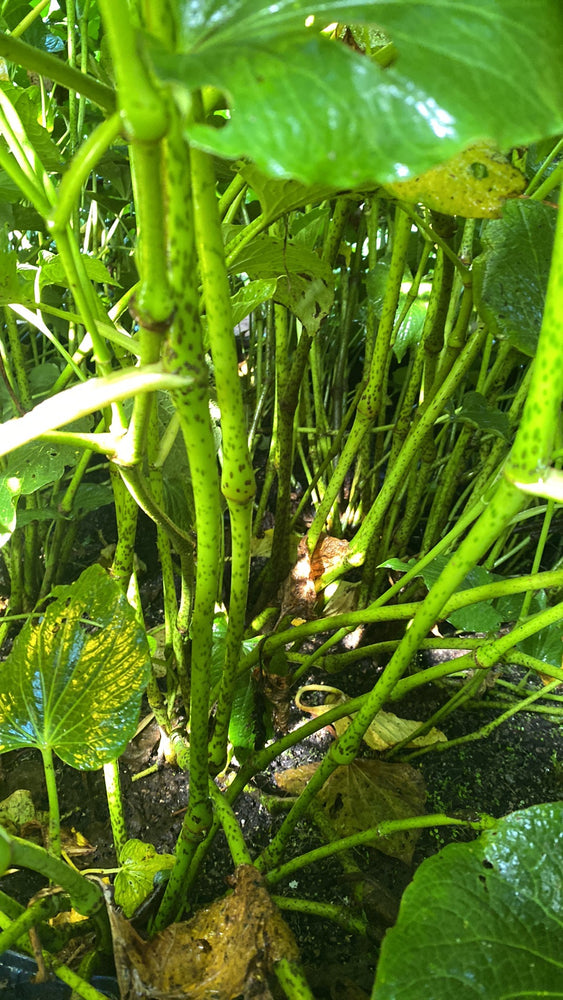 
                  
                    Live Kava Plant
                  
                
