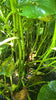Live Kava Plant