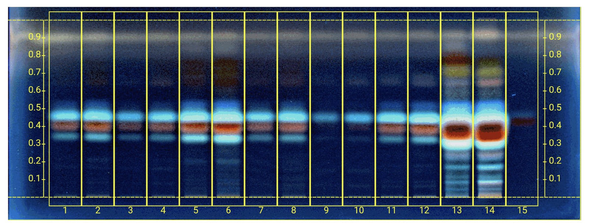 The same HPTLC plate imaged under UV 366 nm, showing blue-fluorescing bands at Rf 0.4 to 0.5 and red-fluorescing bands higher up the plate
